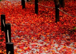Jesień, Droga, Liście, Czerwone