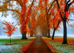 Jesień, Mgła, Droga, Drzewa, Szron