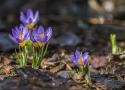 Kwiaty, Krokusy, Krople