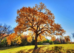 Park, Jesień, Drzewa, Dąb, Ławka