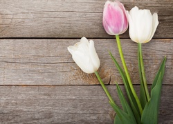 Tulipany, Kwiaty