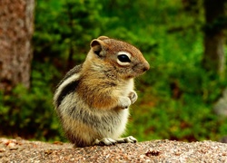 Chipmunk, Wiewiórka, Las