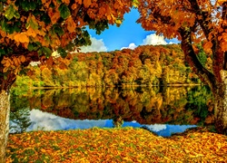 Jesienny, Las, Jezioro, Drzewa