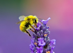Pszczoła, Miodna, Lawenda