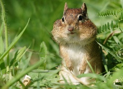 Chipmunk