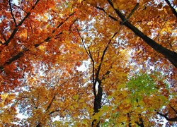 Jesień, Niebo, Gałęzie, Drzew