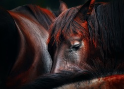 Śpiące, Konie