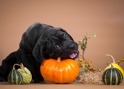 Pies, Szczeniak, Dynie, Cane Corso