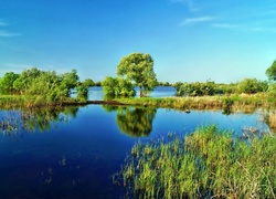 Jezioro, Drzewa, Trawy