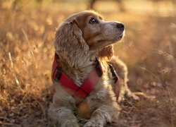 Pies, Suche, Trawy, Cocker spaniel angielski