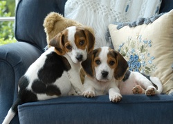 Dwa, Szczeniaki, Beagle
