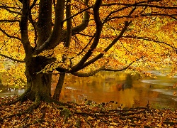 Jesień, Staw, Drzewo, Liście