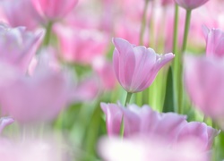 Tulipany