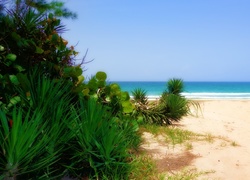 Ocean, Plaża, Floryda