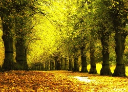 Jesień, Park, Drzewa, Liście, Aleja