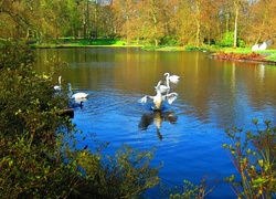 Park, Staw, Łabędzie, Jesień