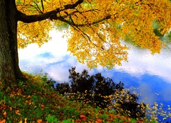 Rzeka, Kolorowe, Drzewa, Liście, Jesień