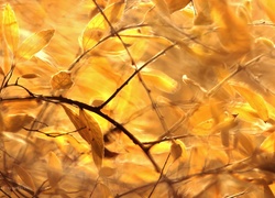 Żółte, Liście, Jesień