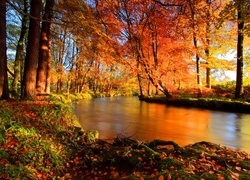Jesień, Las, Rzeka, Drzewa, Liście, Przebijające, Slońce