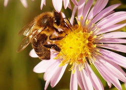 Aster, Pszczoła, Makro