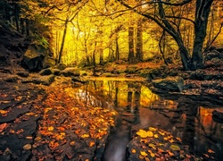 Las, Rzeka, Kamienie, Liście, Przebijające, Światło, Jesień
