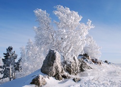 Zima, Ośnieżone, Drzewa, Krzewy, Kamienie