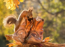 Jesień, Wiewiórka, Buty, Mała, Myszka
