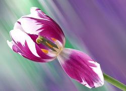 Tulipan, Kwiat, Makro