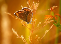 Motyl, Kłos Trawy, Makro