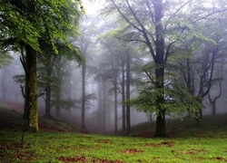 Park, Drzewa, Mgła