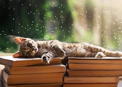 Kot, Książki