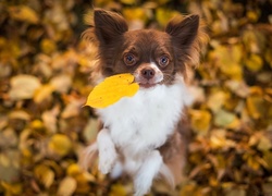 Pies, Chihuahua, Jesienne, Liście