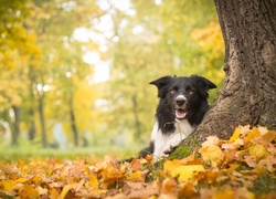 Jesień, Drzewo, Border Collie