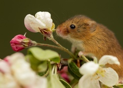 Słodka, Myszka, Kwiaty