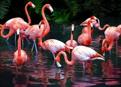 Flamingi, Staw