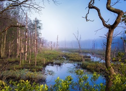 Bagna, Mgła