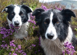 Dwa, Psy, Border Collie, Kwiaty