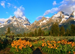 Stany Zjednoczone, Park Narodowy Grand Teton, Góry Teton Range, Las, Łąka, Kwiaty