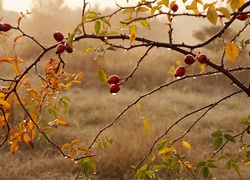 Gałązka, Dzika Róża, Czerwone, Owoce, Krople, Rosa