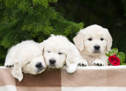 Szczeniaki, Golden retriever, Iglak, Róża