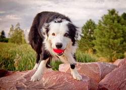 Border, Collie, Z, Piłeczką