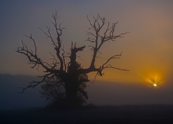 Strażnik słońca, Drzewo, Dąb, Mgła, Wschód słońca, Rogalin