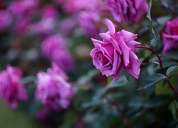 Purpurowe, Róże