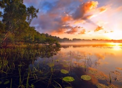 Jezioro, Las, Mgła, Wschód Słońca