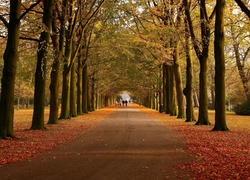 Jesień, Drzewa, Park