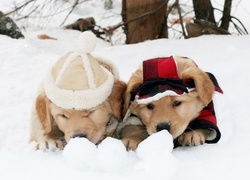 Zima, Śnieg, Psy, Szczeniaki, Golden Retriever