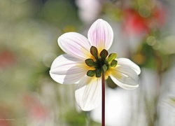 Biała, Dalia, Kwiat