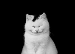 Biało, Czarny, Uśmiechnięty, Kot