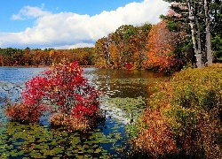 Jesień, Jezioro, Drzewa, Lilie