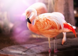 Dwa, Flamingi